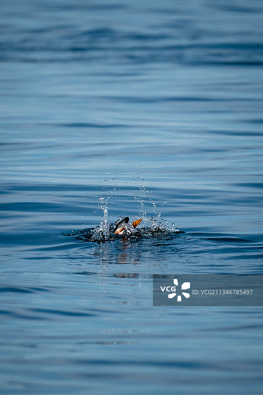 男人在加拿大纽芬兰和拉布拉多省圣三一湖游泳图片素材