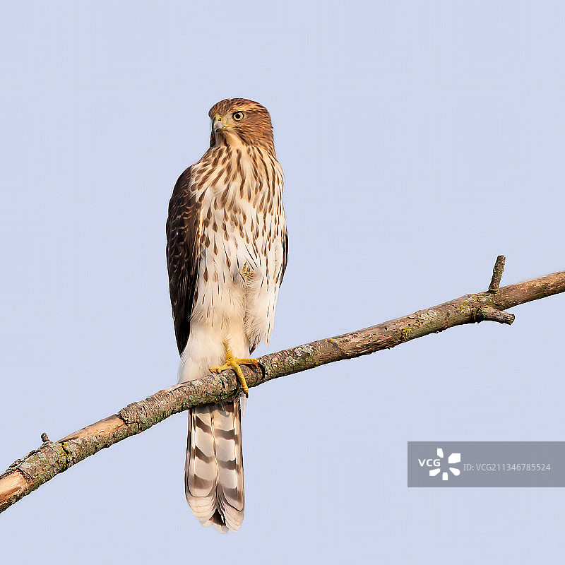 横斑林鸮图片素材