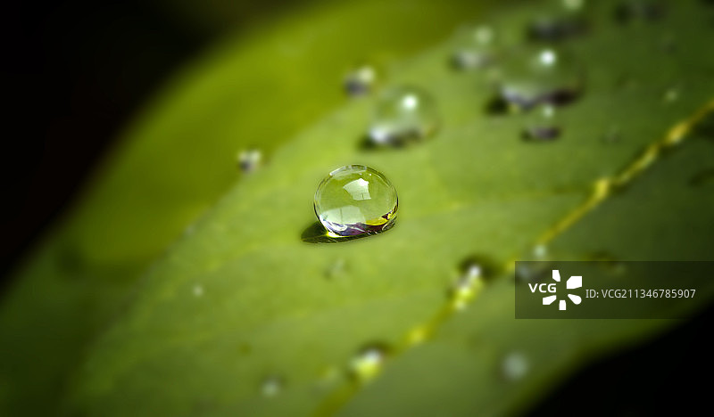 树叶上水滴的特写镜头图片素材