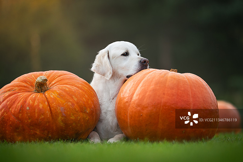 波兰凯尔采田野里的南瓜特写图片素材