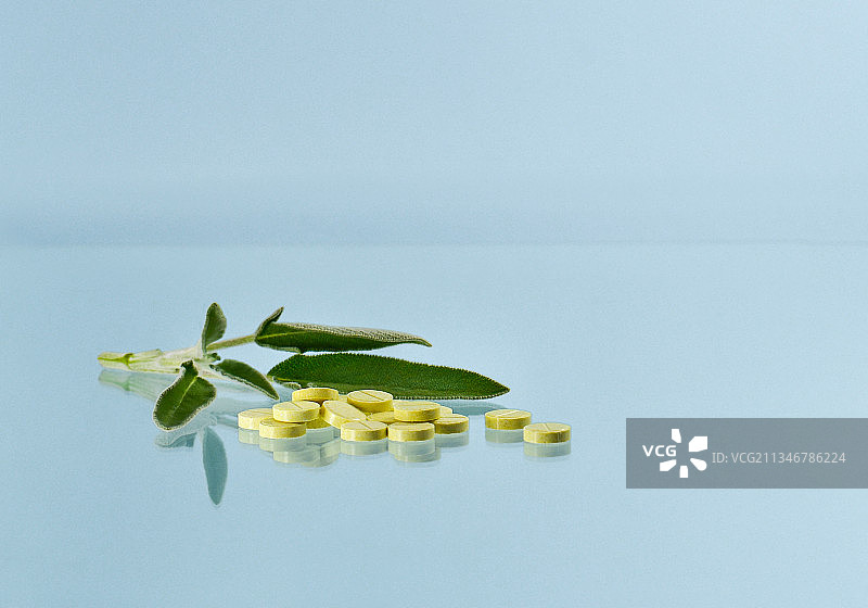 白色背景下的树叶特写图片素材