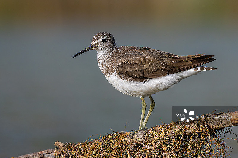黄脚鹬栖息在岩石上的特写图片素材