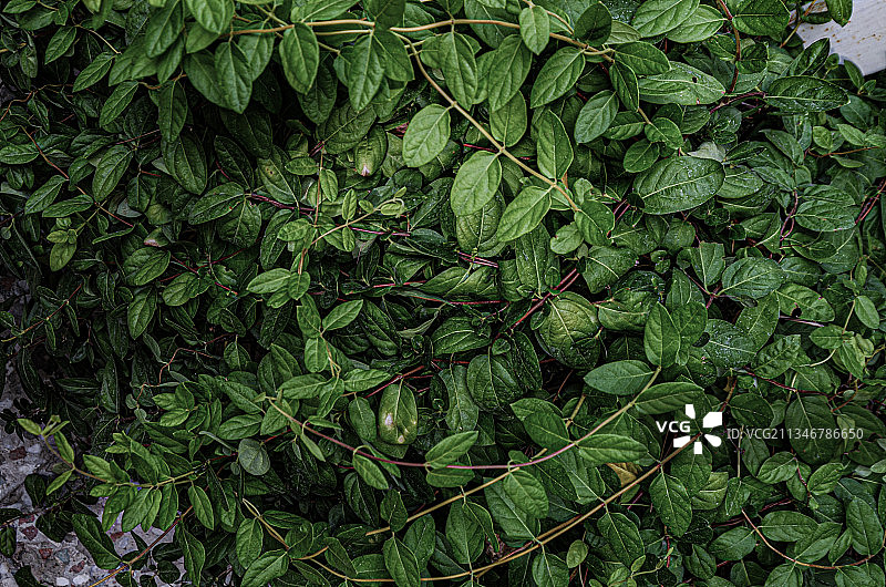 植物的全帧拍摄图片素材