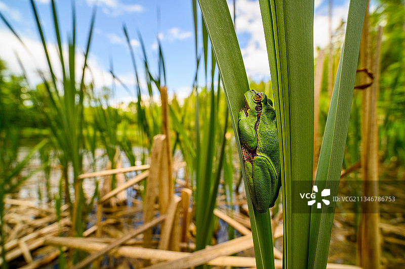 庄稼在田间生长的特写镜头图片素材