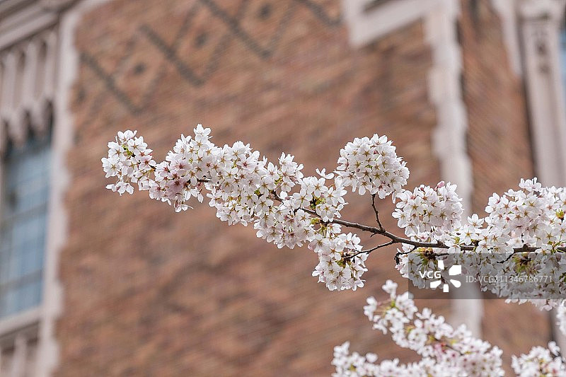 美国建筑前的樱花仰视角度图片素材