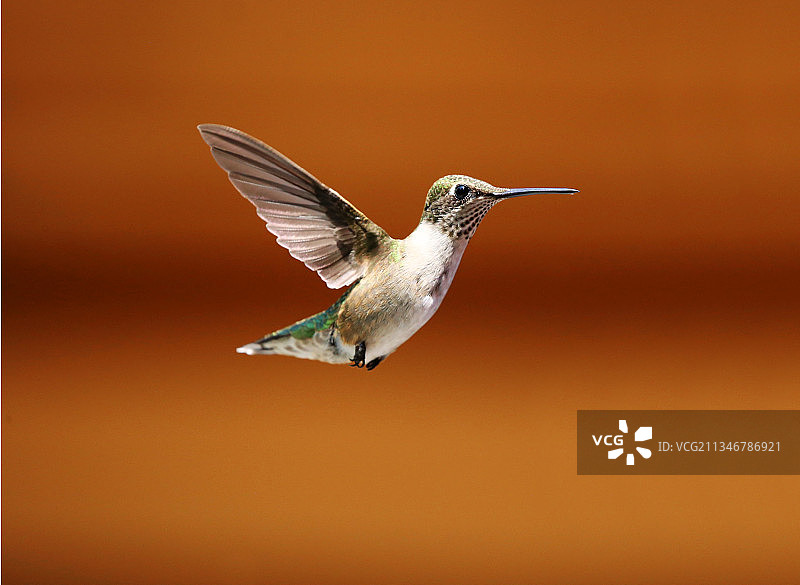 蓝颏宝石蜂鸟在户外飞行特写，费尔蒙特，西弗吉尼亚州，美国图片素材