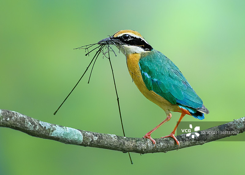 孟加拉国加济布尔翠鸟栖息于树枝特写图片素材