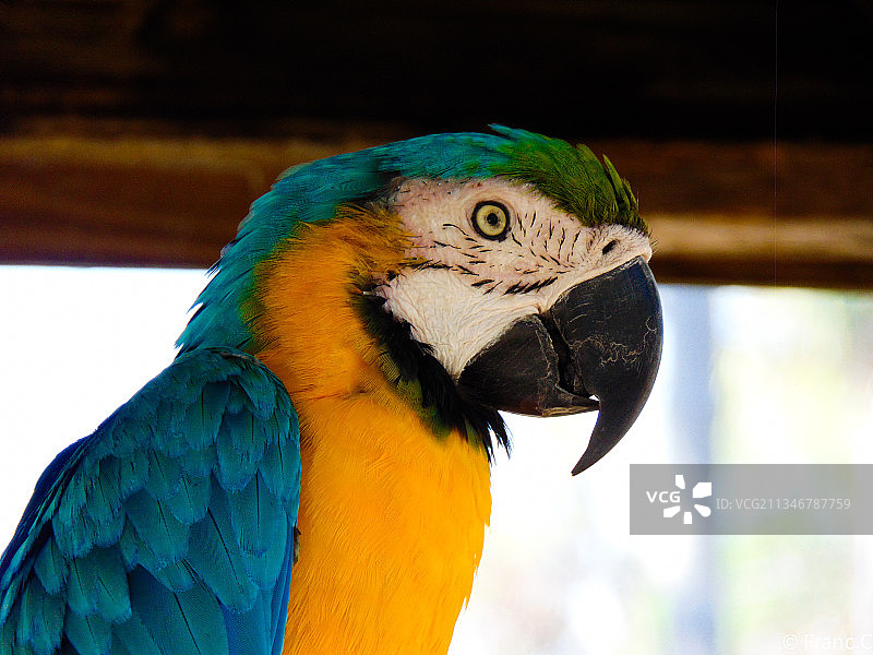 金色和蓝色金刚鹦鹉的特写图片素材
