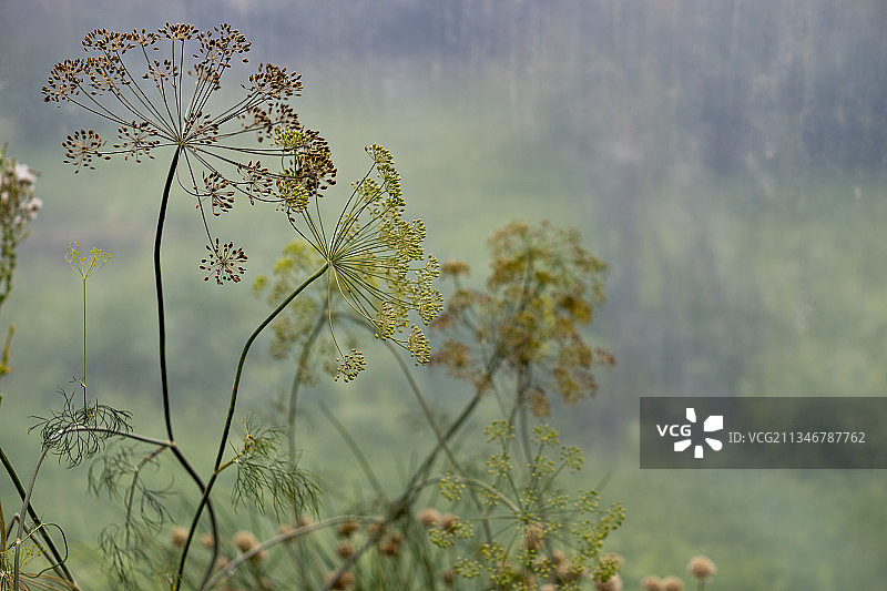 田野上的开花植物特写，立陶宛图片素材