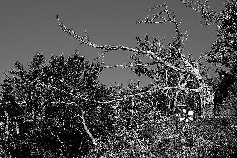 低角度的裸露的树对天空图片素材