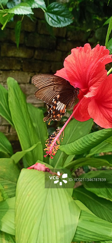 蝴蝶在花上的特写图片素材