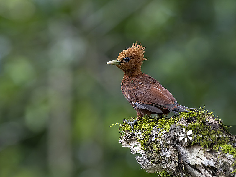 哥斯达黎加埃雷迪亚老港栖息在树上的歌啸鹛特写图片素材