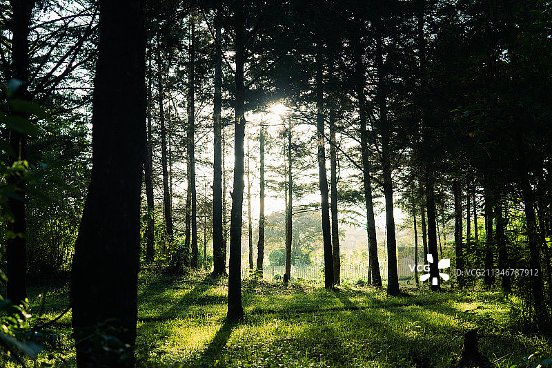 肯尼亚埃尔多雷特森林中的树木图片素材