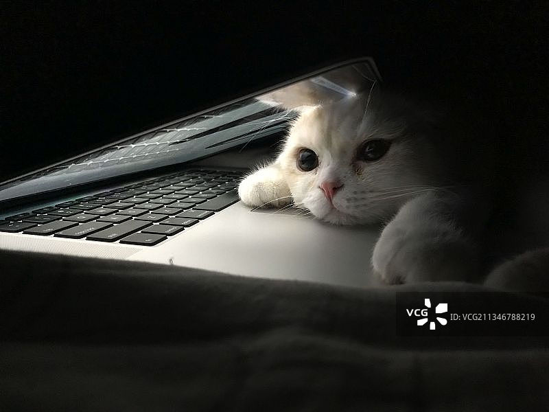 猫咪在床上使用笔记本电脑特写图片素材