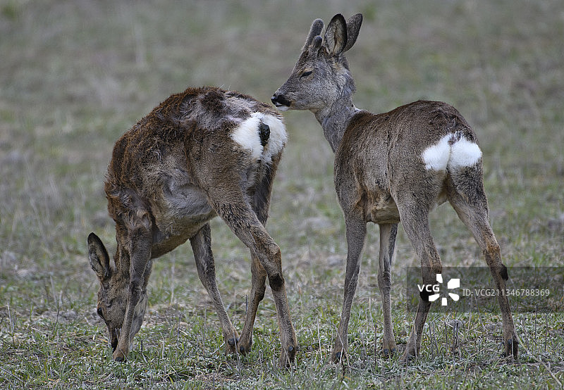 瑞典田野里的狍图片素材