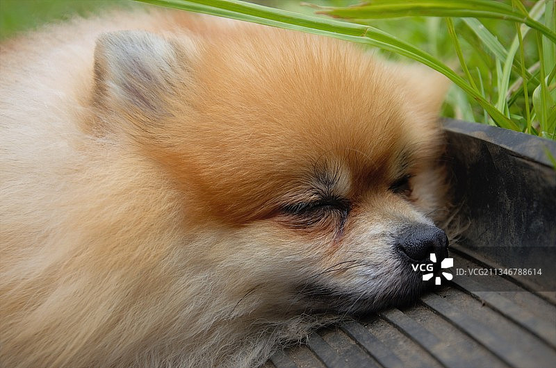 博美犬特写图片素材