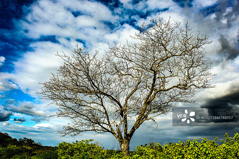 树对天空的低角度视图图片素材