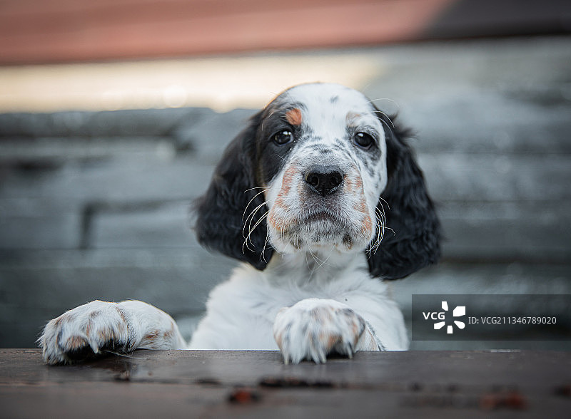挪威英国塞特犬特写图片素材