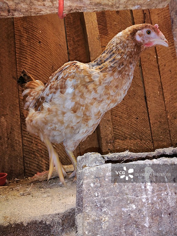 肯尼亚内里墙上的公鸡特写图片素材