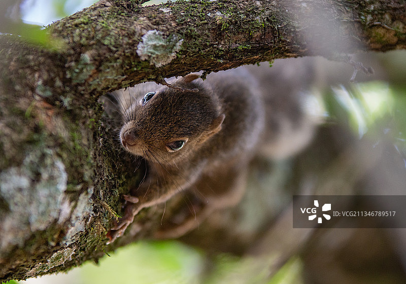 树干上的灰色松鼠特写，巴西图片素材