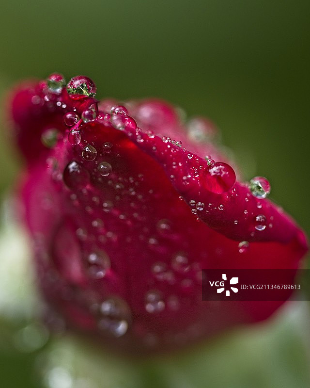 美国夏威夷的湿润红色花朵特写图片素材
