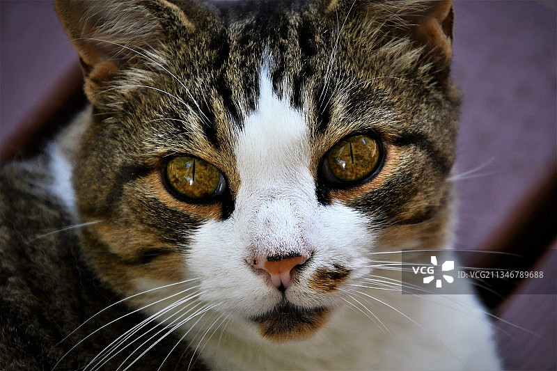 猫咪的特写肖像,  俄亥俄州, 美国图片素材