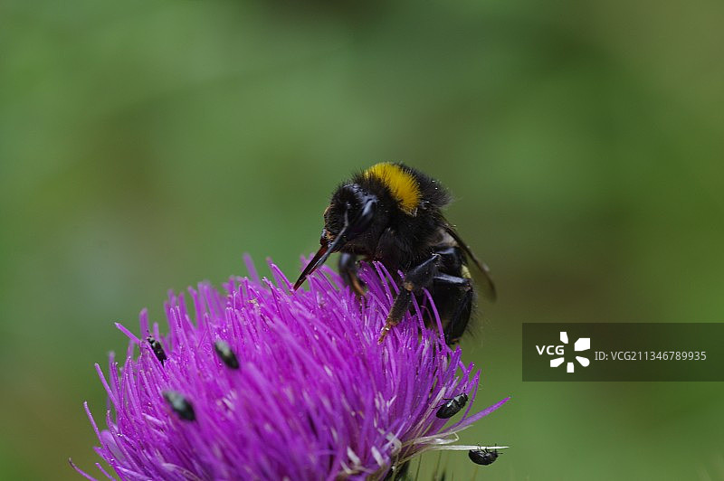 蜜蜂在紫色花朵上授粉的特写镜头图片素材