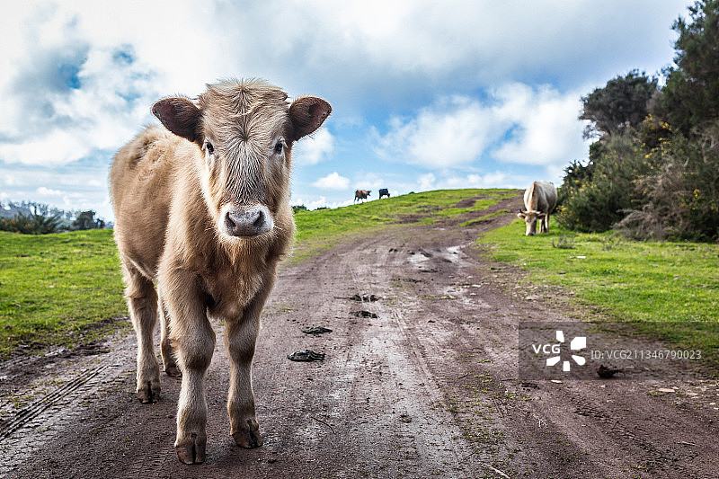 佛罗里达州田野上的奶牛肖像，美国图片素材