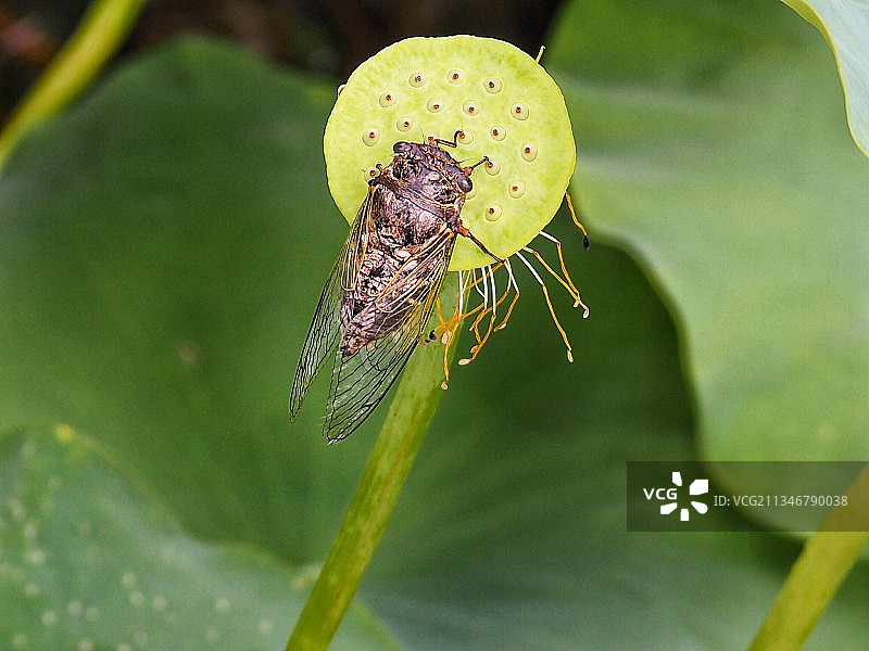 树叶上昆虫的特写镜头图片素材