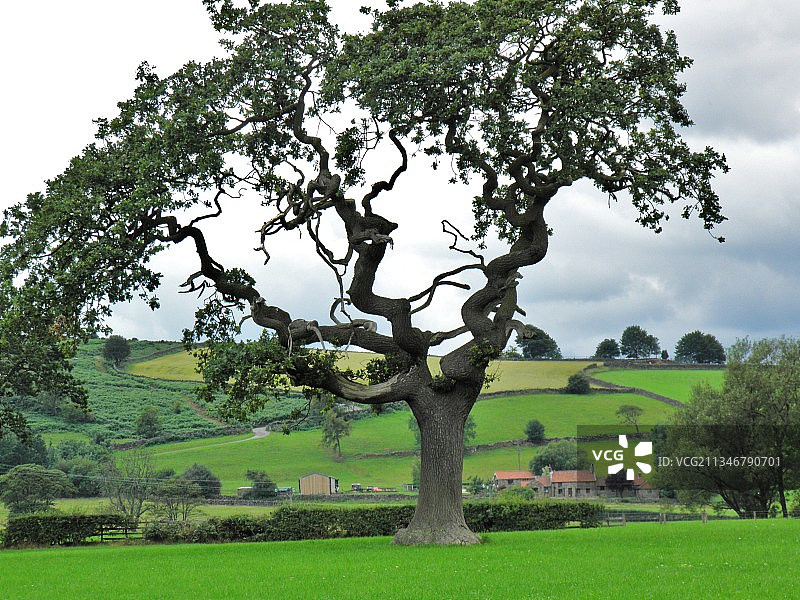 英国北约克沼泽国家公园的田野树木图片素材