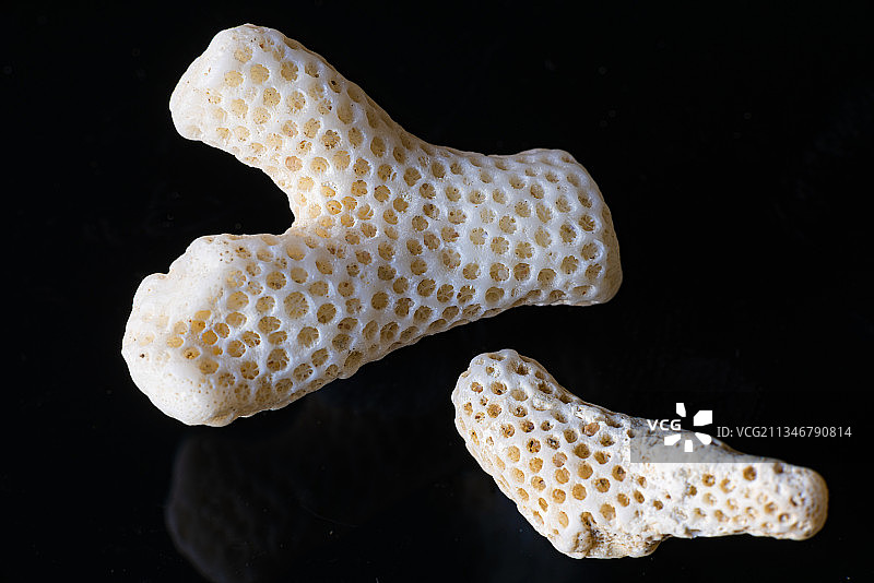 黑色背景下的鱼类特写图片素材