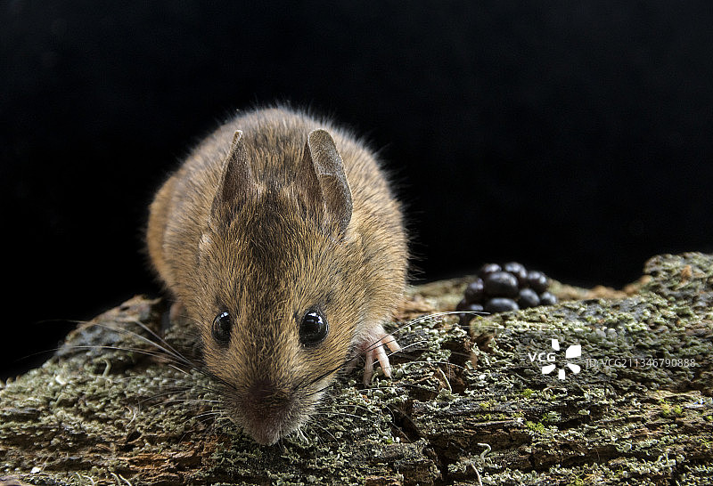 牛津郡岩石上的老鼠特写，英国图片素材