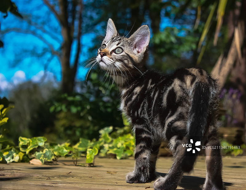 英国康沃尔郡树木背景下看向远方的猫特写图片素材