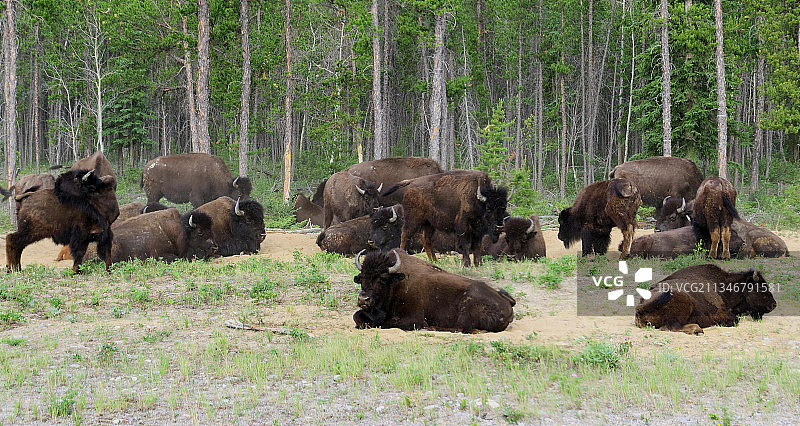 蛇森林里的雌驼鹿图片素材
