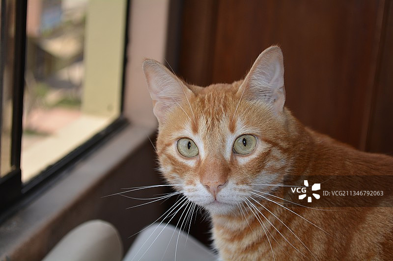 坐着的猫的特写肖像图片素材