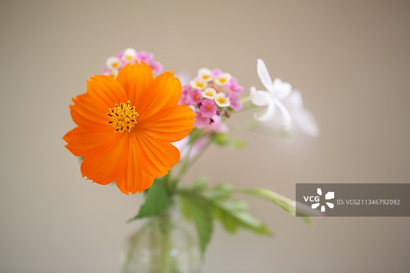 土耳其的橙色波斯菊特写图片素材