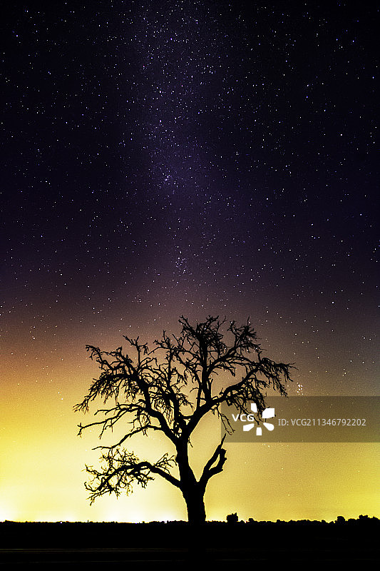 夜空下的树木剪影图片素材
