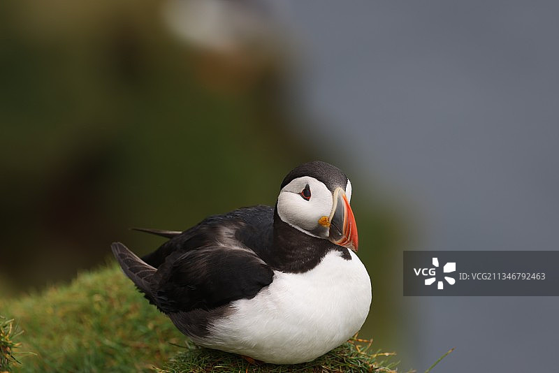 丹麦米基内斯岛栖息在草地上的海鹦特写图片素材