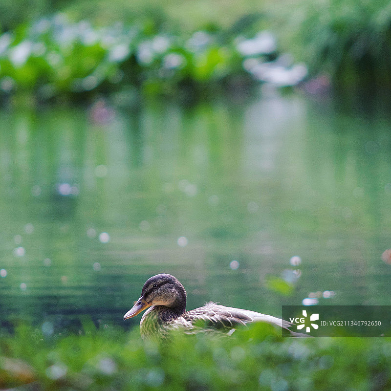 水鸭飞过湖面（英国，博德明，沃什韦）图片素材