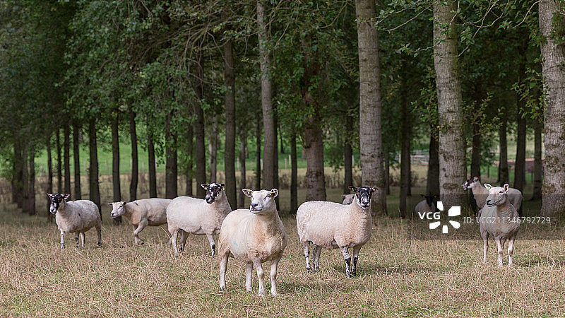 羊，阿马，英国图片素材