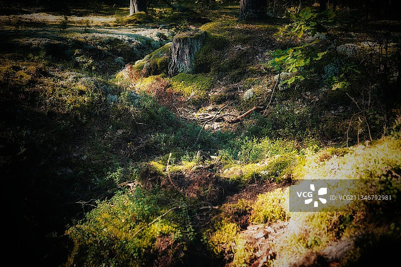 森林中生长的树木图片素材