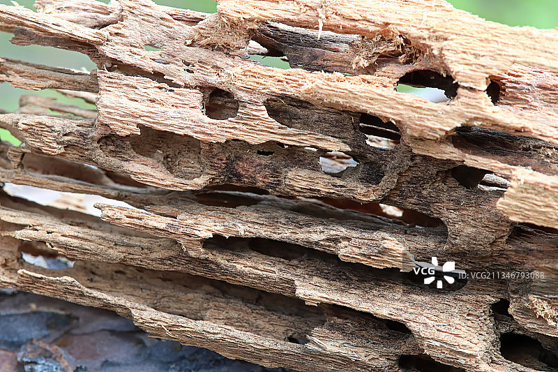 树干的特写图片素材