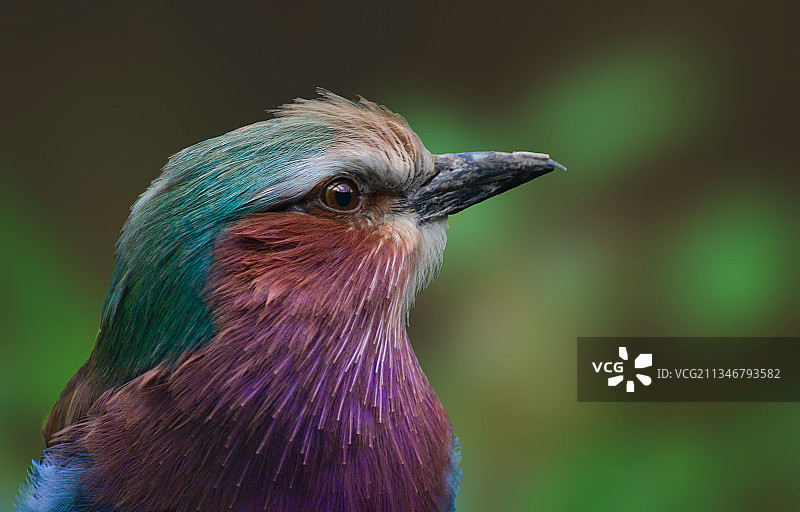 印度卡纳塔克邦迈索尔，孔雀特写图片素材