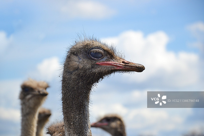 天空背景下的鸵鸟特写图片素材