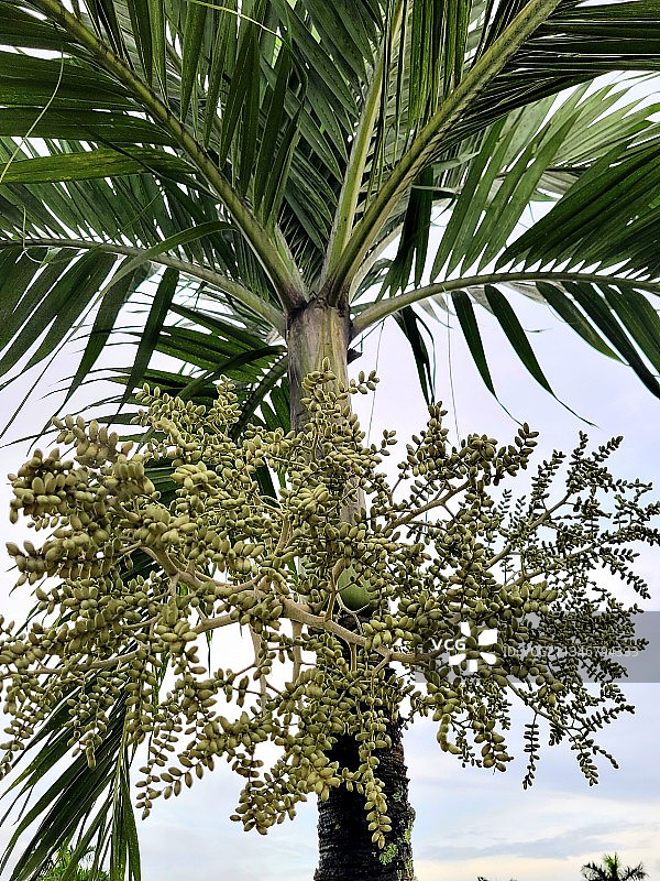 仰视视角下的棕榈树图片素材