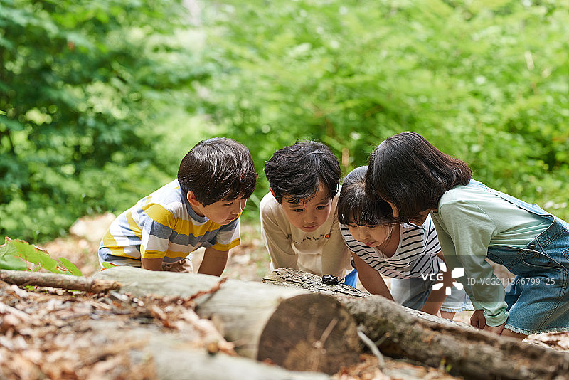 四个孩子站在森林里看着树上的昆虫图片素材