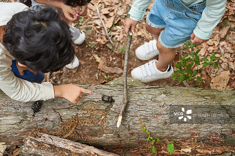 四个孩子站在森林里看着树上的昆虫图片素材