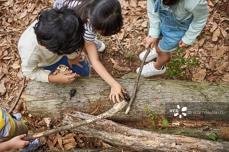 四个孩子站在森林里，看着并触摸树上的昆虫图片素材