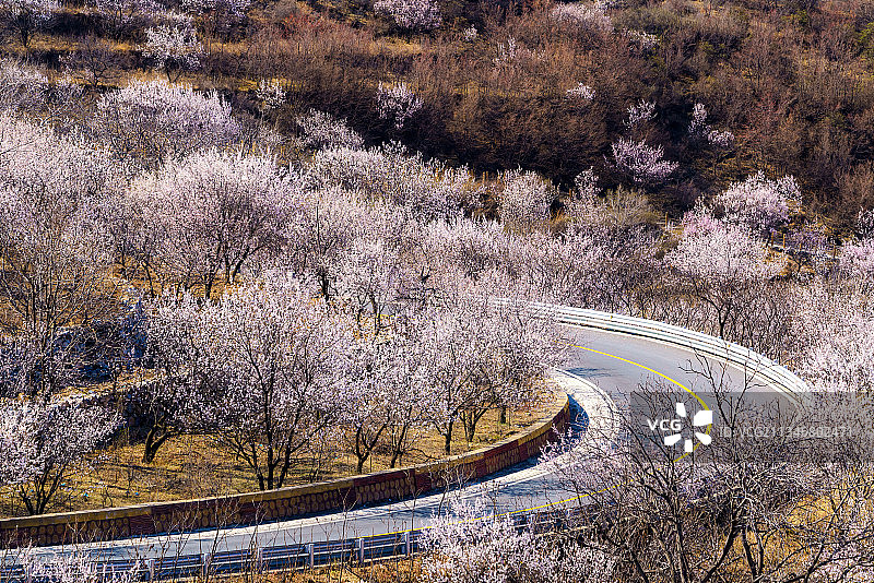 北京西南大山中的“香雪海”图片素材