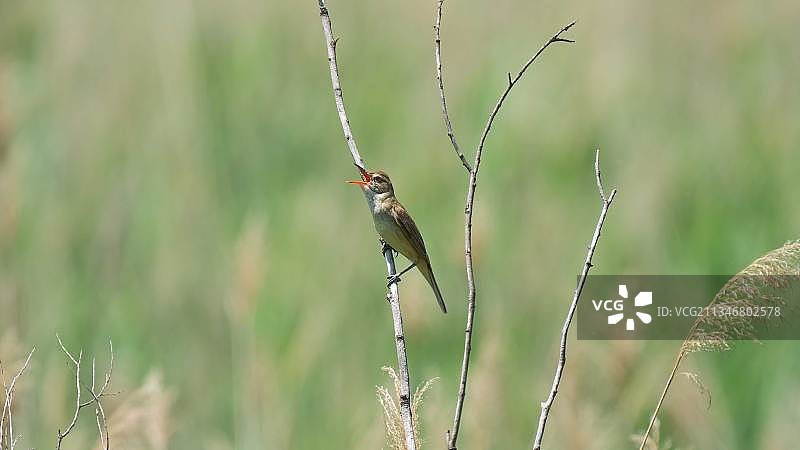 东方大苇莺图片素材